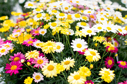 Hendriks Young Plants - Simba Argryranthemum