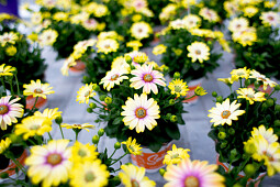 Hendriks Young Plants - Senoritas Osteospermum