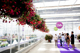 Hendriks Young Plants - Fuchsia hanging baskets 