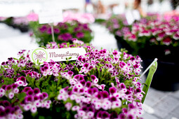 Hendriks Young Plants - Mosquitaway Angel Pelargonium