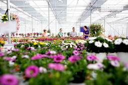 Hendriks Young Plants - Flower Trials visitors