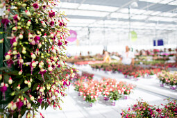 Hendriks Young Plants - Bella Fuchsia hanging baskets