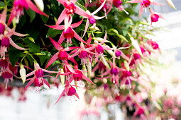 Hendriks Young Plants - Fuchsia hanging basket