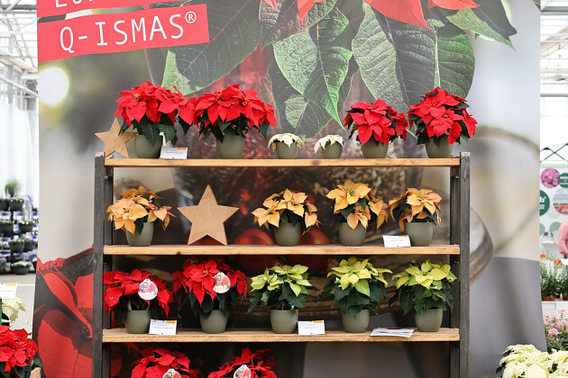 Volmary GmbH - Euphorbia 'Qismas&reg;'