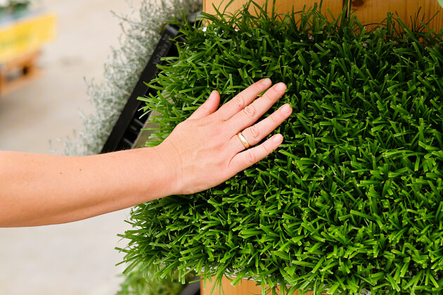 Volmary GmbH - Volmary Young Plants