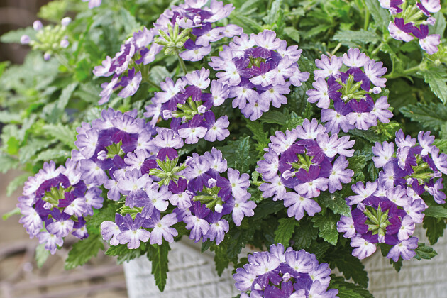 Volmary GmbH - Verbena 'Vectura&reg;Blue Wing'