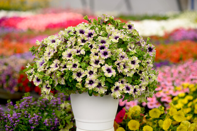 Danziger - Imperial plants - AMAZONAS&trade; PLUM COCKATOO | Petunia 