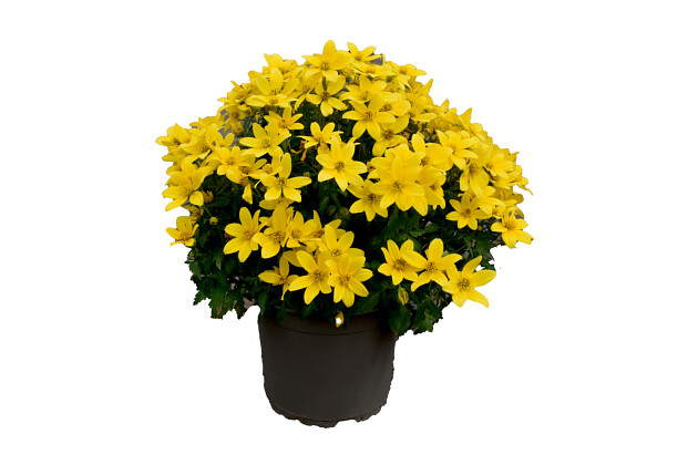 Westhoff - Bidens Stellar Gold