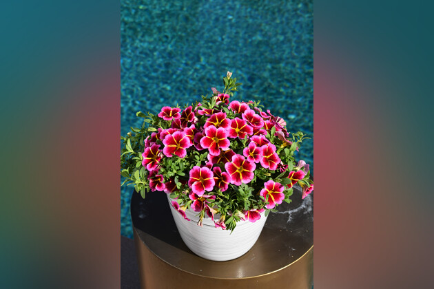 Westhoff - Calibrachoa Caliloco Starfire Rose
