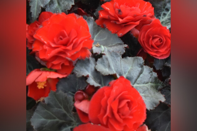 Westhoff - Begonia Beaugonia Rouge Noir