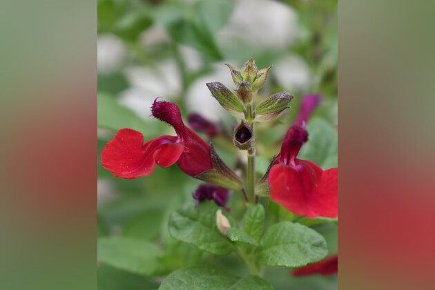 Westhoff - Salvia Tanami Red