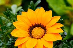 Hem Genetics - Gazania splendens rigens Enorma orange ring