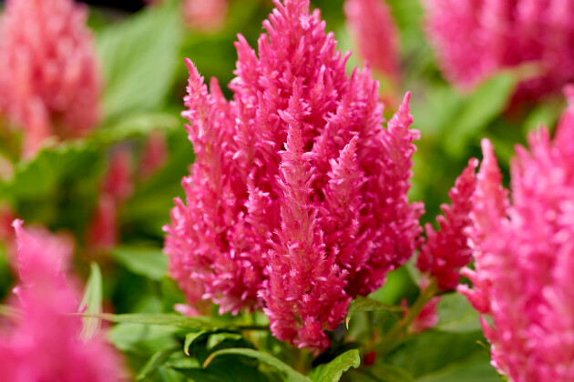 Hem Genetics - Celosia plumosa Arrabona pink