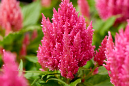 Hem Genetics - Celosia plumosa Arrabona pink