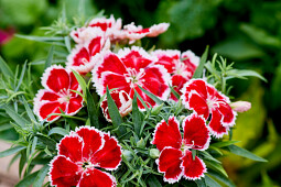 Hem Genetics - F1 Dianthus chinensis Diana scarlet bicolor