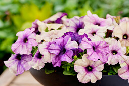 Hem Genetics - F1 Petunia multiflora Shake blueberry