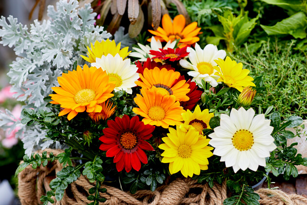 Hem Genetics - Gazania splendens rigens Enorma full mixture