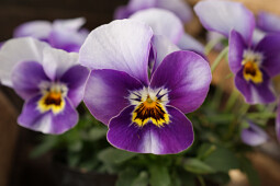 Hem Genetics - F1 Viola cornuta Corina Honeyfrost