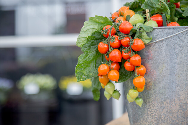 Hem Genetics - Solanum lycopersicum Sweet Valentines