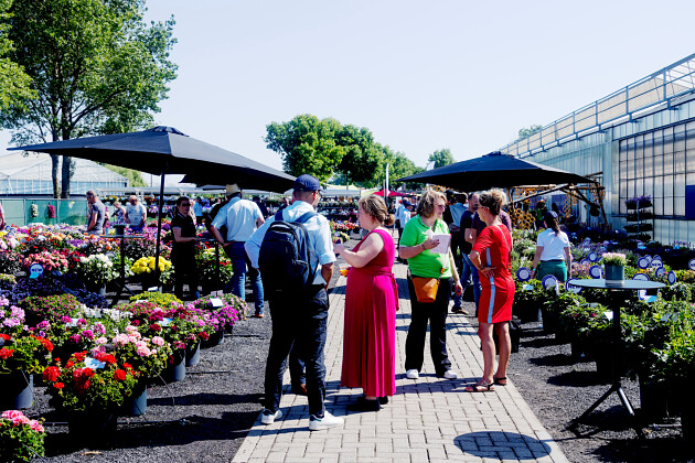 Syngenta Flowers - Showfield