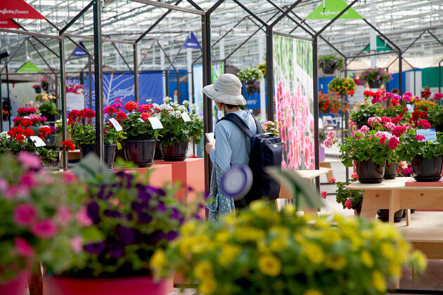 Syngenta Flowers - Indoor displays
