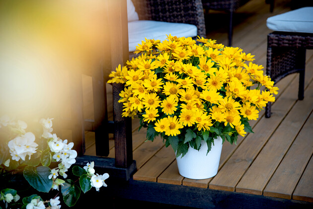 Vitroflora - Heliopsis Oriole&trade; Single Yellow