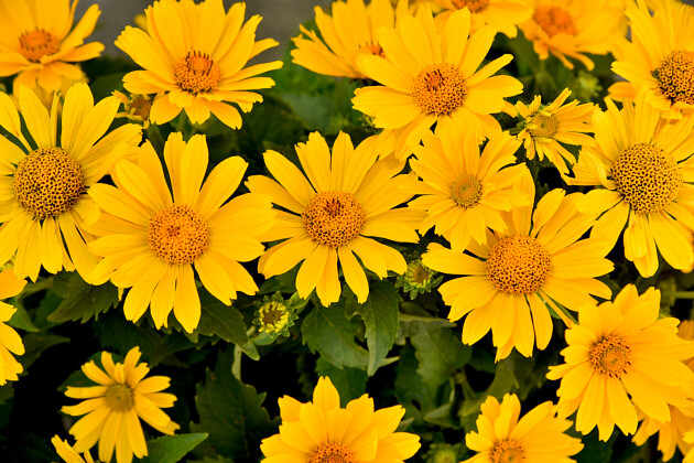 Vitroflora - Heliopsis Oriole&trade; Single Yellow