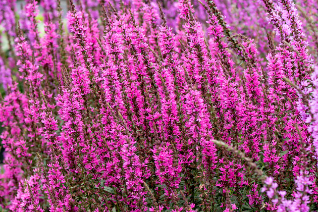 Vitroflora - Lythrum Luminara&trade; Hot Pink