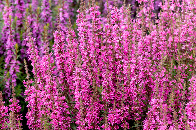 Vitroflora - Lythrum Luminara&trade; Hot Pink