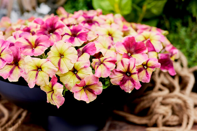Hem Genetics - F1 Petunia multiflora Shake raspberry