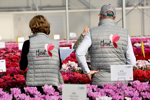 Morel Diffusion - Cyclamen Trials Frejus 