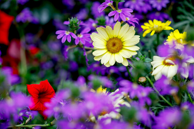 Suntory Flowers Europe