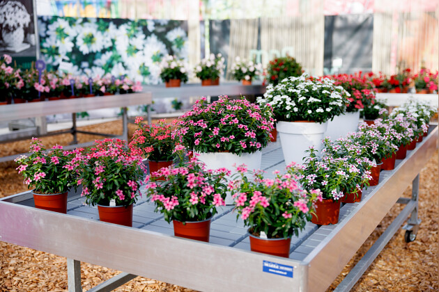 Suntory Flowers Europe