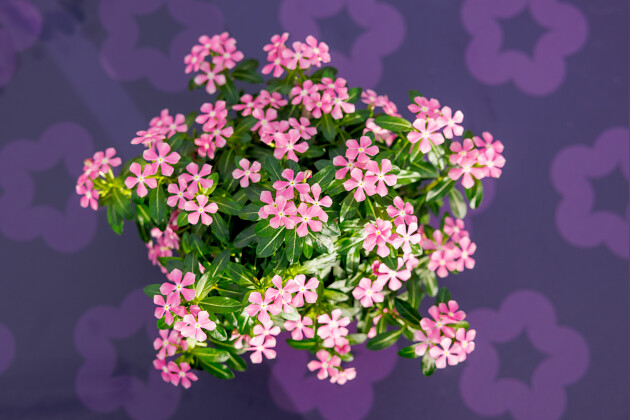Suntory Flowers Europe