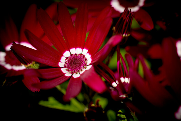 Suntory Flowers Europe