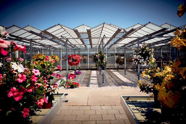 Suntory Flowers Europe