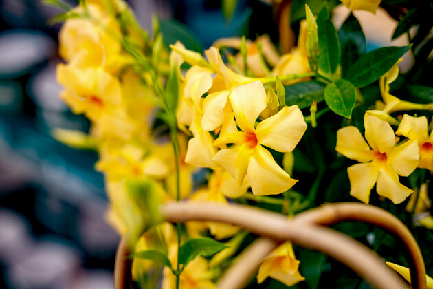Suntory Flowers Europe