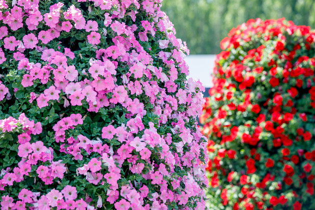 Suntory Flowers Europe