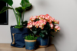 Koppe Begonia - Renate