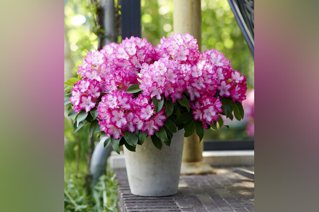 Hortinno by FlorAmor - Rhododendron XXL&reg;: the original