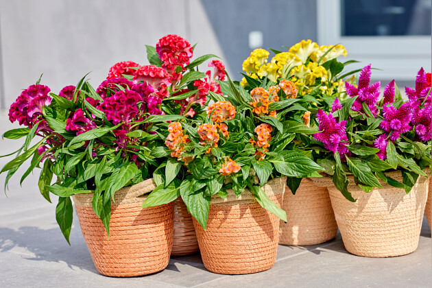 Floritec - Pot Celosia series Twisted and Intenz