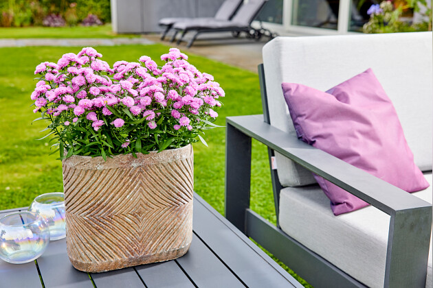 Floritec - Pot Aster Astella