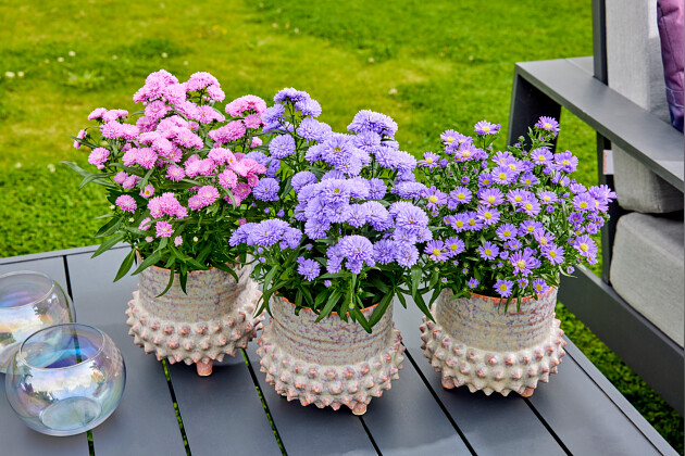 Floritec - Pot Aster Astella and Starletta