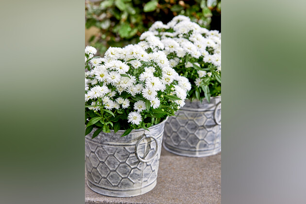 Floritec - Pot Aster starletta