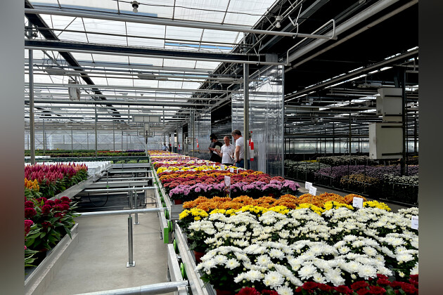 Floritec - Pot mum presentation