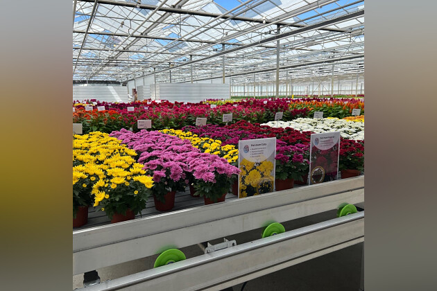 Floritec - Pot mum presentation