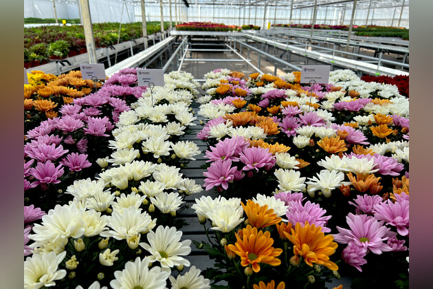 Floritec - Pot mum Jackson