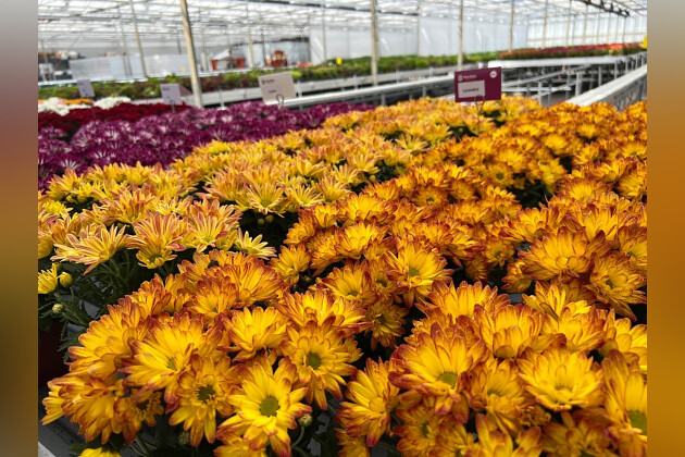 Floritec - Pot mum Lysandra