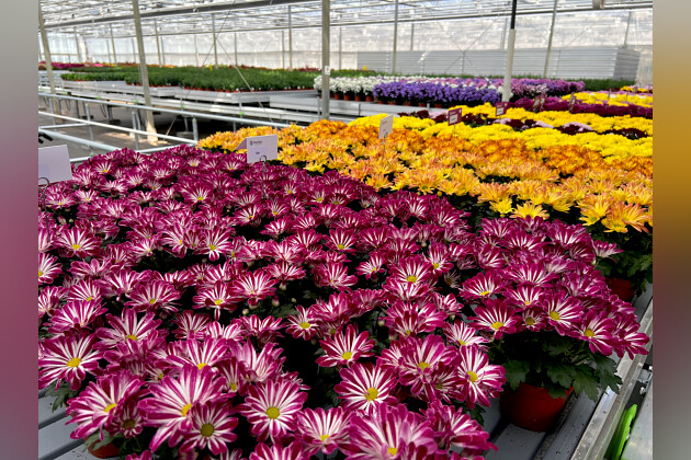 Floritec - Pot mum Sensina and Sia