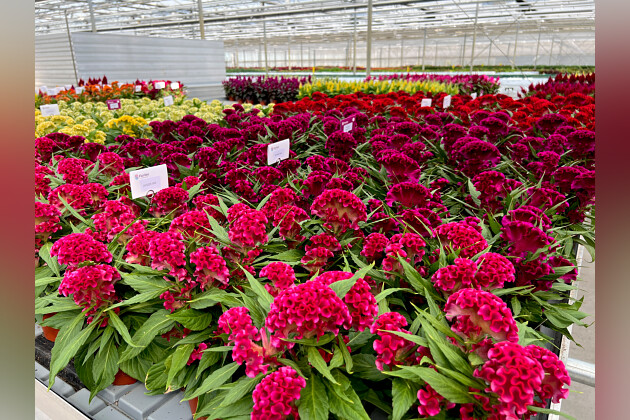 Floritec - Pot Celosia Twisted